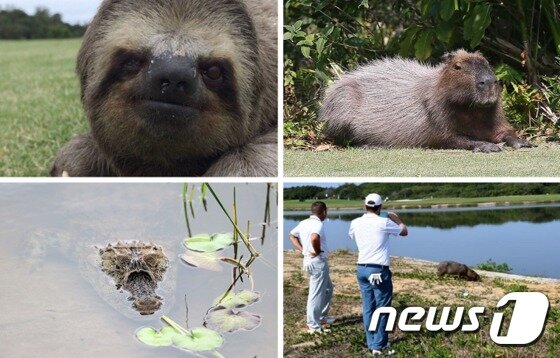 본문 이미지 - 나무늘보, 카피바라, 카피바라를 사진 찍고 있는 골프 선수들, 카이만 악어(왼쪽 위부터 시계방향)(사진 올림픽 골프 공식 트위터)ⓒ News1