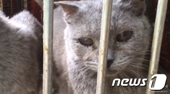 본문 이미지 - 부산 '고양이공장'에서 사육되던 고양이.(사진 동물자유연대 제공)ⓒ News1