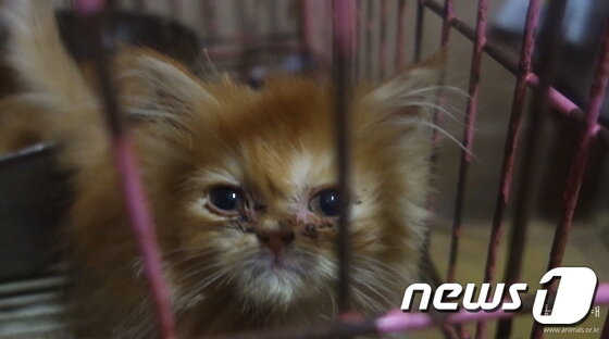 본문 이미지 - 부산 '고양이공장'에서 사육되던 고양이.(사진 동물자유연대 제공)ⓒ News1