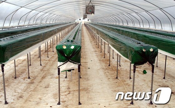 본문 이미지 - 딸기묘 정식을 앞두고 깨끗하게 정돈된 고설수경재배사ⓒ News1