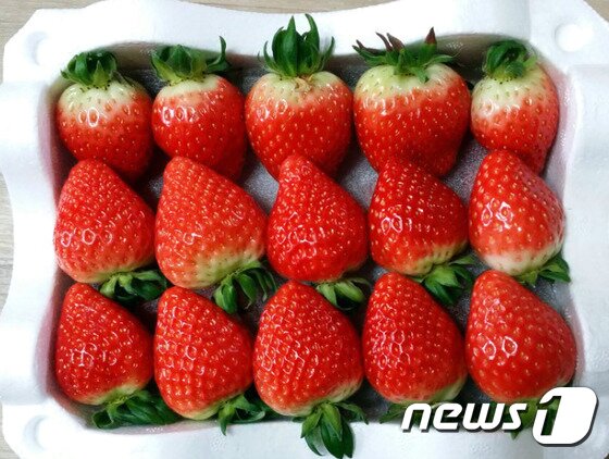 본문 이미지 - 이씨부부는 국산종인 '설향'을 재배해 '서해해풍딸기'라는 이름으로 출하하고 있다ⓒ News1