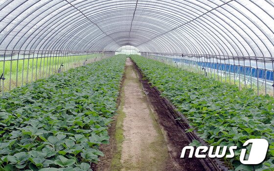 본문 이미지 - 9월 정식할 딸기묘가 자라고 있눈 육묘장ⓒ News1