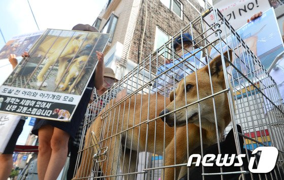 지난 2016년 8월 말복을 맞아 오전 서울 광진구 중곡동의 한 보신탕 음식점 앞에서 동물복지단체 생동생사 회원들이 개고기 식용종식과 각 지자체에 동물보호과를 신설할 것을 촉구하는 침묵시위를 벌이고 있다. 2016.8.16/뉴스1 ⓒ News1 구윤성 기자