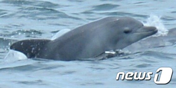 본문 이미지 - 지난 6월 말에서 7월 중순 사이에 태어난 것으로 추정되는 남방큰돌고래 춘삼이의 새끼 돌고래.(제주대-이화여대 돌고래 연구팀 제공)ⓒ News1