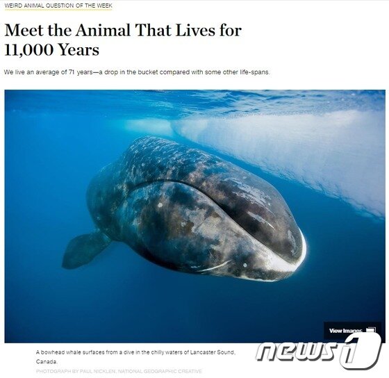 본문 이미지 - 북극고래의 수명은 최소 200년이다. (출처:내셔널지오그래픽 홈페이지)ⓒ News1
