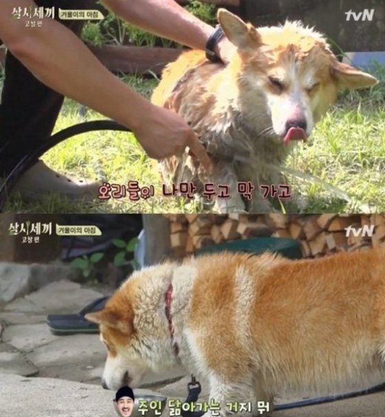 본문 이미지 - 겨울이가 남다른 활약으로 주목받고 있다. ⓒ News1star / tvN '삼시세끼' 캡처