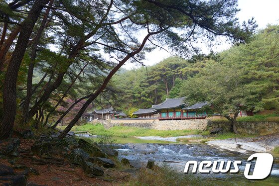 본문 이미지 - 봉화솔숲갈래길(한국관광공사 제공) ⓒ News1