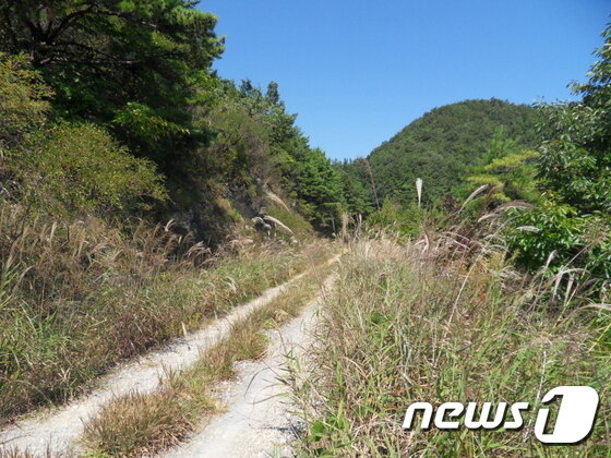 본문 이미지 - 황금구만냥길(한국관광공사 제공) ⓒ News1