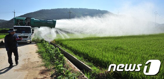 본문 이미지 - 강동농협 관계자들이 25일 경북 경주시 양동면 논에서 광역살포기를 동원해 농약을 살포하고 있다. 강동농협은 지난해부터 부족한 광역살포기를 동원해 부족한 농촌일손을 돕고 있다.2016.8.25/뉴스1 ⓒ News1 최창호 기자