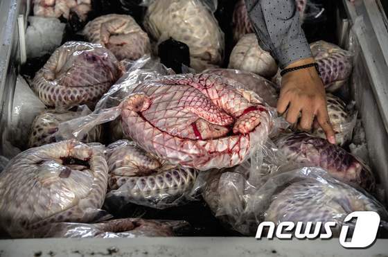 본문 이미지 -  인도네시아 경찰이 25일 자바섬 좀방에서 냉동고에 들어있는 멸종위기 동물 천산갑 650여 마리를 압수했다ⓒ AFP=뉴스1