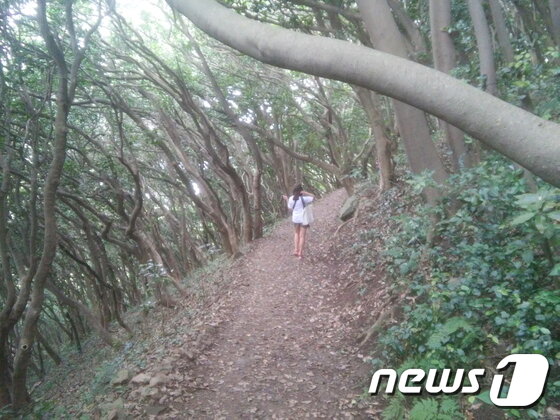 본문 이미지 - 지심도의 울창한 원시림ⓒ News1