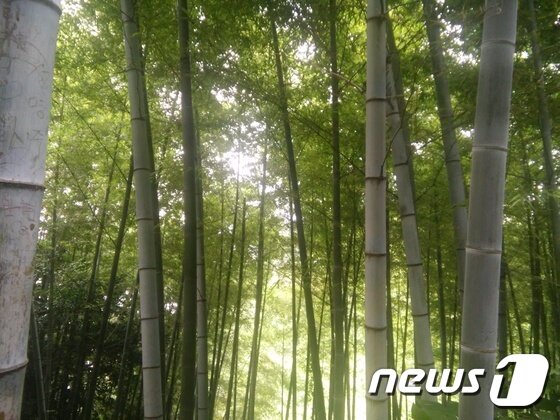 본문 이미지 - 지심도의 대나무숲. ⓒ News1
