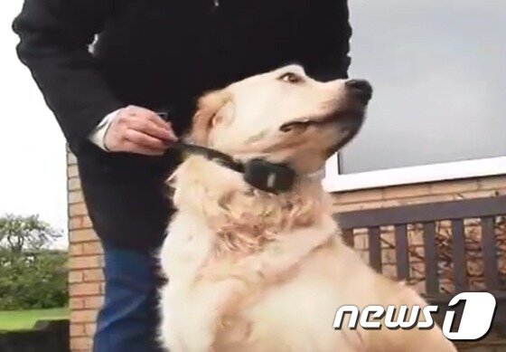 본문 이미지 - 반려견에게 짖음 방지기를 채운 모습.(사진 펫세이프 유튜브 캡처)ⓒ News1