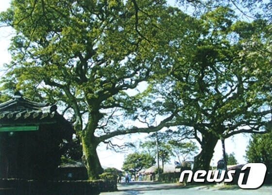 본문 이미지 - 성읍민속마을 내 팽나무. (성읍민속마을 제공) 2016.09.12/뉴스1 ⓒ News1