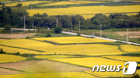 (철원=뉴스1) 안은나 기자 = 북한의 5차 핵실험으로 한반도 내 긴장감이 고조되고 있는 13일 강원도 철원군 철원읍 민통선 내 철원평야에 노랗게 익은 벼가 황금빛을 뽐내고 있다. …