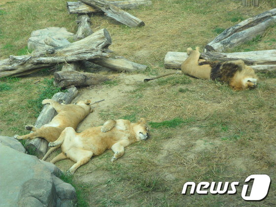 본문 이미지 - 동물원 동물들의 정적인 모습은 종종 관람객을 실망하게 만든다. (사진 최혁준) ⓒ News1