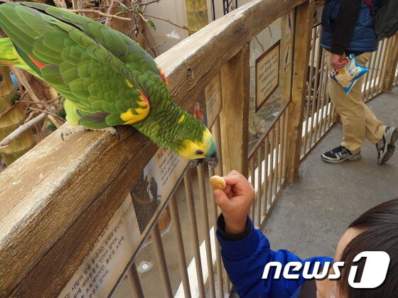 본문 이미지 - 푸른이마아마존앵무에게 초콜릿이 들어있는 과자를 건네는 모습. 초콜릿에 함유된 테오브로민은 새를 죽일 수 있다. (사진 최혁준) ⓒ News1