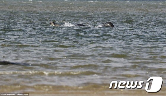 본문 이미지 - [출처=이안 브렘너]ⓒ News1