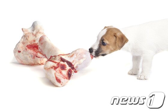 본문 이미지 - 전문가들은 개에게 뼈다귀를 급여하면 안 된다고 경고한다. (사진 이미지투데이) ⓒ News1