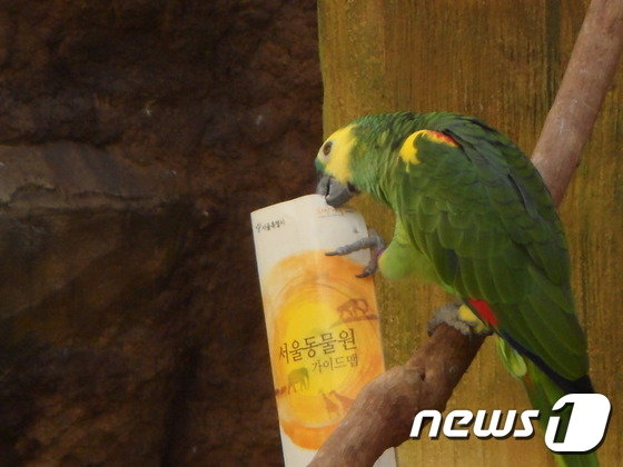 관람객으로부터 받은 가이드맵을 물어뜯는 아마존앵무. &#40;사진 최혁준&#41; ⓒ News1