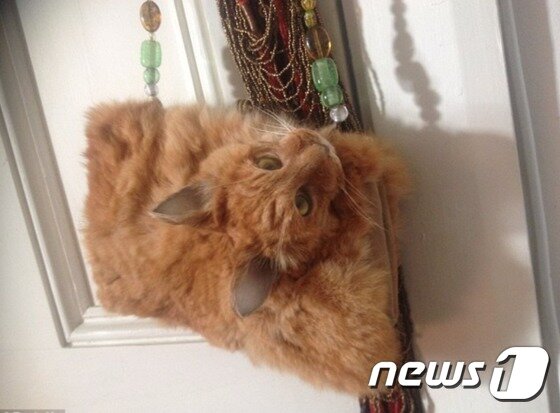 본문 이미지 - 고양이를 박제해 만든 핸드백. (트레이드미 갈무리) ⓒ News1