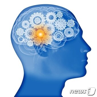 본문 이미지 - 간의 뇌는 1.4㎏에 불과할 정도로 작지만 그 속은 1000억개의 신경세포(뉴런)가 1000조개의 시냅스로 얼기설기 연결돼 활발하게 기능하는 매우 중요한 중추신경계 기관이다.(출처=이미지투데이) ⓒ News1