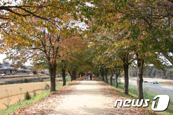 본문 이미지 - 유교문화길 ⓒ News1