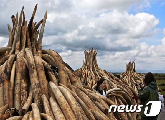 본문 이미지 - 나이보리 국립공원에 아프리카 코끼리의 상아가 산처럼 쌓여있다. ⓒ AFP=뉴스1
