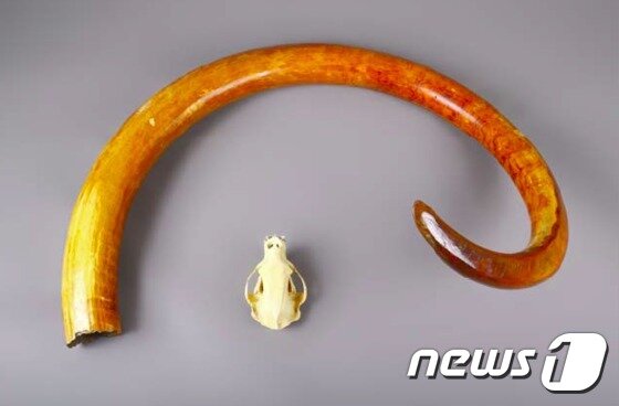 본문 이미지 - 기증받은 매머드 상아 표본. 비교를 위해 반달가슴곰의 두개골과 함께 배치했다. (문화재청 국립문화재연구소 제공)