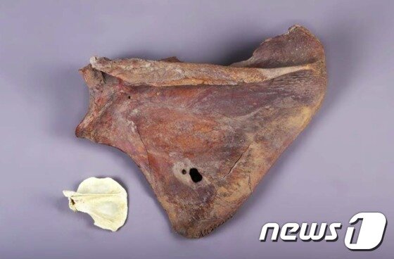 본문 이미지 - 인류의 사냥 혹은 도구로 만들기 위한 것으로 추정되는 구멍이 남아있는 털매머드 어깨뼈 화석 표본.  비교를 위해 반달가슴곰 어깨뼈와 함께 배치했다. (문화재청 국립문화재연구소 제공)