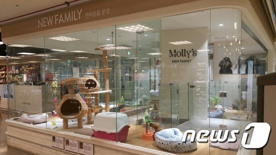 본문 이미지 - 이마트 성수점 몰리스펫샵.ⓒ News1