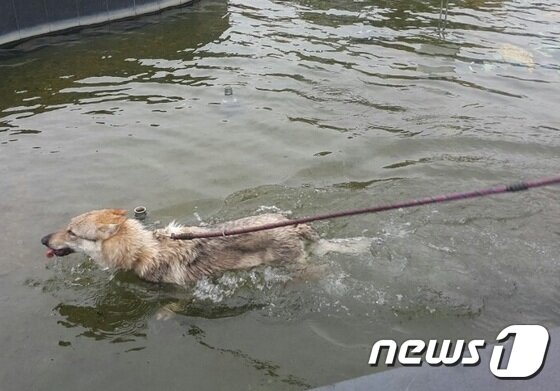 본문 이미지 - 더운 날씨 때문인지 갑자기 분수에 뛰어들어 수영을 즐기던 반려견. ⓒ News1
