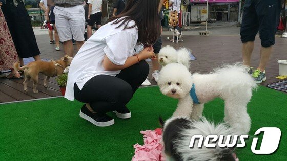 본문 이미지 - '제1회 삼선동 반려동물 축제'에서 즐거운 한때를 보내고 있는 반려견들. ⓒ News1