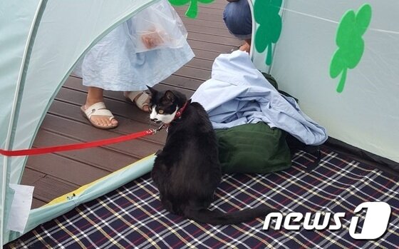본문 이미지 - 텐트에서 손님들을 맞던 고양이. ⓒ News1