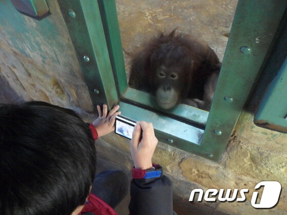 본문 이미지 - 관람객을 응시하는 오랑우탄 ‘제니’. 2008년부터 에버랜드의 동물쇼에 동원되었던 제니는 인식의 변화로 2015년부터 더 이상 공연을 하지 않게 됐다. (사진 최혁준) ⓒ News1
