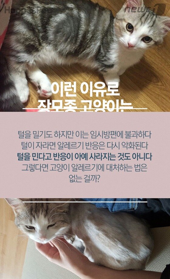 펫카드] 