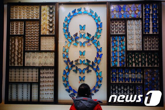 본문 이미지 - _무주반디랜드 News1