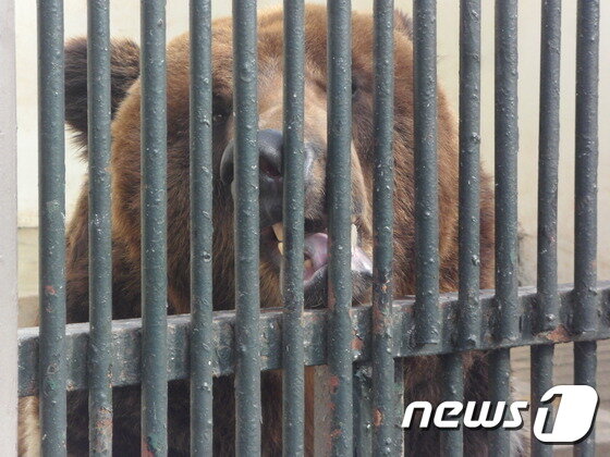 그럼에도 동물원을 없앨 수 없는 이유 - 뉴스1 그럼에도 동물원을 없앨 수 없는 이유 - 뉴스1