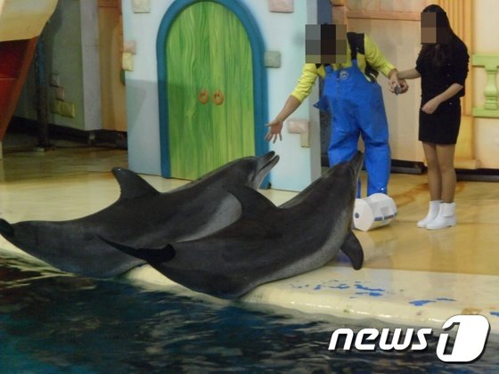 서울동물원의 남방큰돌고래. 서울동물원은 불법포획 된 남방큰돌고래들을 다시 야생에 방류하는 한편, 기존의 개체들에 대해서는 ‘사육된 기간이 길어 야생에 적응하지 못할 것’을 우려해 계속 동물원에서 사육하는 방향을 택한 바 있다. &#40;사진 최혁준&#41; ⓒ News1