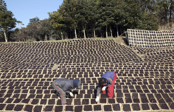 해수부, 어업분야 공공형 계절 근로 사업자로 전남 해남군·제주 제주시 선정