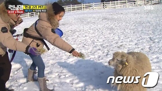 본문 이미지 - 지난 8일 SBS '런닝맨' 프로그램 배경지로 등장한 대관령 하늘목장(대관령 하늘목장 제공).2017.1.16 ⓒNews1ⓒ News1