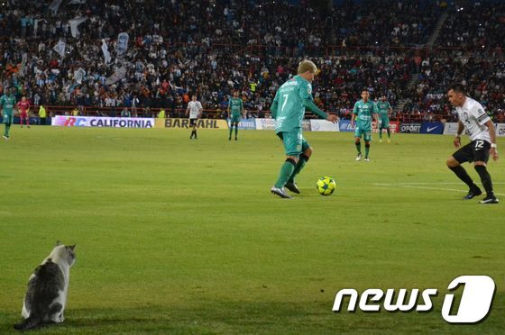 본문 이미지 - 지난 14일(현지시간) 멕시코 이달고 주 파추카 히달고 스타디움에서 열린 C.F.파추카와 치아파스FC의 리가MX(멕시코 축구 1부리그) 경기에 고양이 1마리가 등장했다. / AFP PHOTO / MARIA CALLS ⓒ AFP=뉴스1