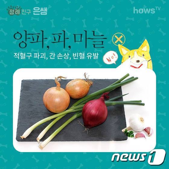 본문 이미지 - ⓒ News1