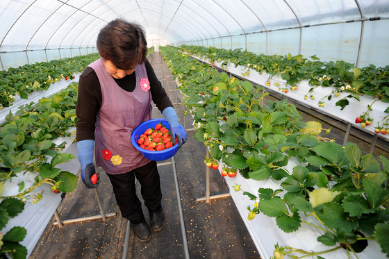 삼척시 "겨울딸기 육묘환경 개선·건고추 다수확 기술 도입"
