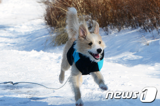 (서울=뉴스1) 최현규 기자 = 동장군이 기승을 부린 22일 오전 서울 남산공원에서 눈이 신난 강아지가 달리고 있다. 기상청은 이날 전국 곳곳에 아침까지 눈이 내리며 강추위가 지속 …