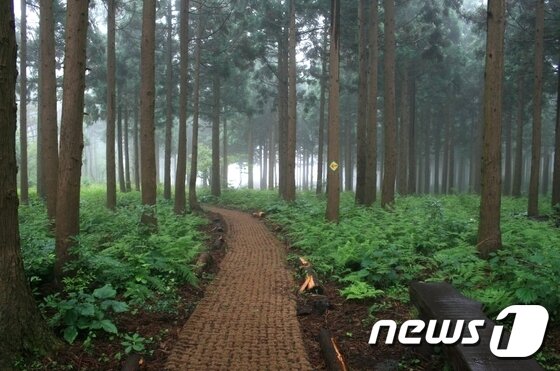 본문 이미지 - 제주 붉은오름자연휴양림 상잣성숲길. (사진제공=서귀포시) ⓒ News1
