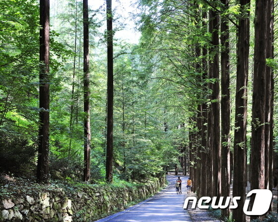 본문 이미지 - 장태산 자연휴양림ⓒ News1