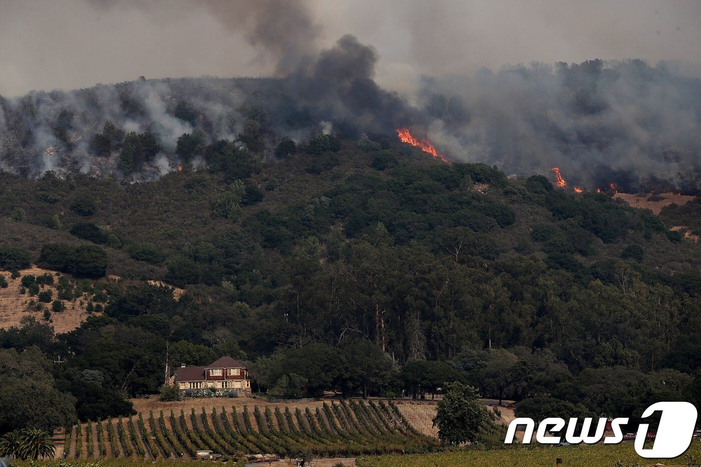 본문 이미지 - 미국 캘리포니아주 소노마 카운티에 위치한 포도밭 뒤로 화재로 인한 연기가 피어오르고 있다. ⓒ AFP=뉴스1