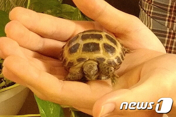 본문 이미지 - 이유환 대리가 키우는 육지거북이 '아우렐리아노'.(사진 본인 제공)ⓒ News1