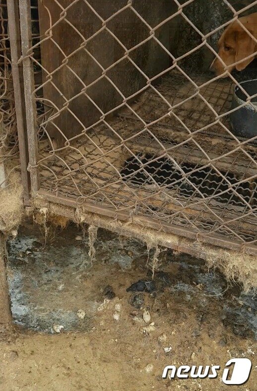 본문 이미지 - 대소변 등 오물로 가득한 개농장 사육시설.(사진 팅커벨프로젝트 제공)ⓒ News1